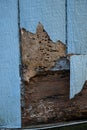Siding with termite and weather damage spinters wood Royalty Free Stock Photo