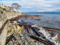 Sidney BC shore with driftwood after the windstorm