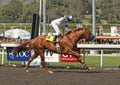Sidney's Candy Wins The Santa Anita Derby Royalty Free Stock Photo