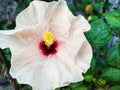 hibiscus flower with beautiful petals and pollen blooming Royalty Free Stock Photo