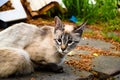 Sieamese blind cat turning her head to hear the sorroundings relay on other senses, concept of adaptation