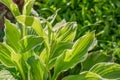 Siebold`s hosta Hosta sieboldiana. Evergreen plant Royalty Free Stock Photo