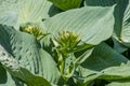 Siebold`s hosta Hosta sieboldiana. Evergreen plant