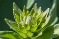 Siebold`s hosta Hosta sieboldiana. Evergreen plant Royalty Free Stock Photo