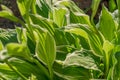 Siebold`s hosta Hosta sieboldiana. Evergreen plant Royalty Free Stock Photo