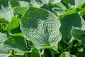 Siebold`s hosta Hosta sieboldiana. Evergreen plant Royalty Free Stock Photo