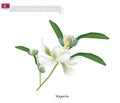 Siebold's Magnolia The National Flower of North Korea Royalty Free Stock Photo