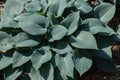 Siebold's hosta (Hosta sieboldiana). Royalty Free Stock Photo