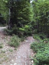 Siedigkopfweg through the forest in Gengenbach towards Lothar monument