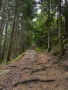 Siedigkopfweg through the forest in Gengenbach towards Lothar monument