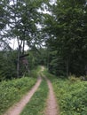 Siedigkopfweg through the forest in Gengenbach towards Lothar monument