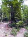 Siedigkopfweg through the forest in Gengenbach towards Lothar monument