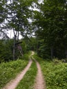 Siedigkopfweg through the forest in Gengenbach towards Lothar monument