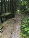 Siedigkopfweg through the forest in Gengenbach towards Lothar monument