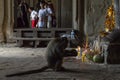 Siem Reap, Cambodia - 14 April 2018: monkey eating divine offering in buddhist altar. Monkey eats tropical fruit