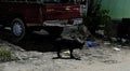 Black stray dog of mixed breed, cherry-colored Toyota brand car, trash on the street, night