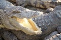 Wide-open mouth of crocodiles in a farm