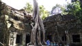 Siem Reap Cambodia Temple undertaken by tree