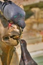 Pigeons drinking from a lion fountain in Siena Italy