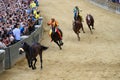 Palio di Siena Public Horse Race with Empty or Riderless Horses Royalty Free Stock Photo