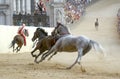 Siena's palio horse race Royalty Free Stock Photo