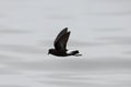 Sierlijk stormvogeltje, Elliot's Storm-Petrel, Oceanites gracilis