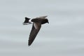 Sierlijk stormvogeltje, Elliot's Storm-Petrel, Oceanites gracilis