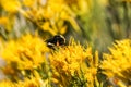 Sierra Butterweed Senecio Scorzonella wildflowers, Eastern Sierra Mountains, California