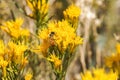 Sierra Butterweed Senecio Scorzonella wildflowers, Eastern Sierra Mountains, California