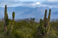 Sierra de la laguna baja california sur