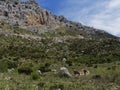 Sierra Del Torcal towering over the ruins of a small Spanish shepherds House ruin in Spain. Royalty Free Stock Photo