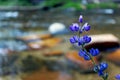 Sierra Lupine, Gray`s Lupine, Lupinus grayi