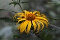 Yellow Flower Delicate Petals Dark Forest