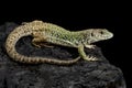 Sierra Nevada lizard (Timon nevadensis) female