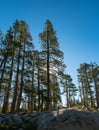 Sierra Nevada Mountains Pine Tree Sunrise Royalty Free Stock Photo