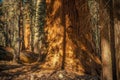 Sierra Redwood Forest