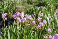 Sierra Shooting Star Flowers