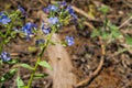 Sierra stickseed Hackelia nervosa blooming in Yosemite National Park, California