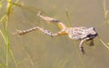 Sierran Treefrog floating in a pond