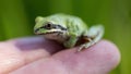 Sierran Treefrog perching on human\'s hand.