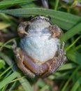 Sierran Treefrog Playing Dead as a Defense Mechanism.