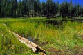 Small High Sierra Lake with Vegetation and Log