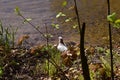 Siesta on the pond shore