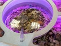 Iron sieve and oysters in water for cooking in restaurants