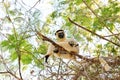 Sifaka with baby Royalty Free Stock Photo