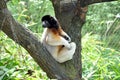 Sifaka lemur looking around his back