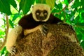 Sifaka lemur, Madagascar Royalty Free Stock Photo