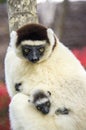 Sifaka lemur, Madagascar Royalty Free Stock Photo