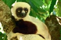 Sifaka lemur, Madagascar Royalty Free Stock Photo