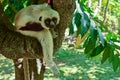 Sifaka lemur, Madagascar Royalty Free Stock Photo